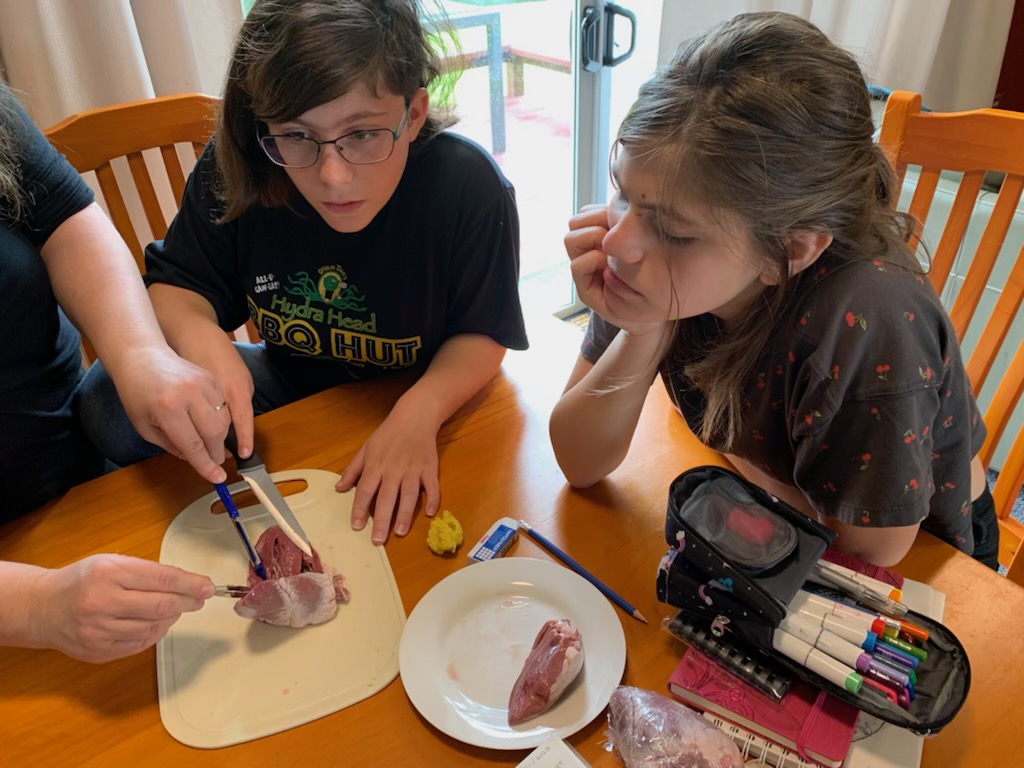 two kids at the table, looking at the inside of a sheep heart.